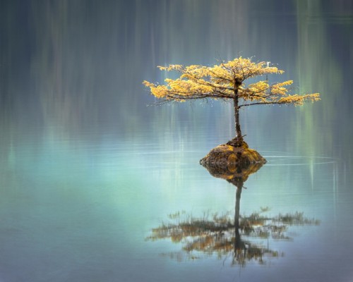 A Tree on an Island