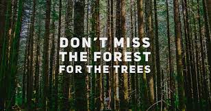 A quote about the forest